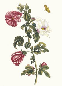 Althea. Z knihy Metamorphosis insectorum Surinamensium, 1705.
