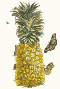 Ananas mur. Z knihy Metamorphosis insectorum Surinamensium, 1705.