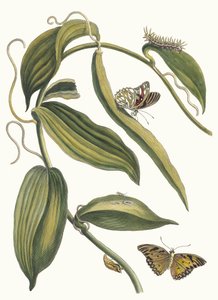 Banille. Z knihy Metamorphosis insectorum Surinamensium, 1705. od Maria Sibylla Merian