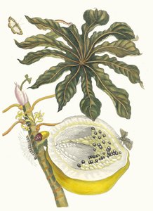 Carica papaya. Z knihy Metamorphosis insectorum Surinamensium, 1705. od Maria Sibylla Merian