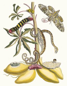 Cassave. Z knihy Metamorphosis insectorum Surinamensium, 1705. od Maria Sibylla Merian