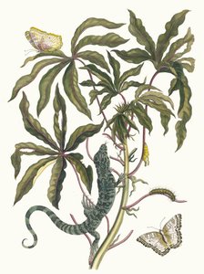 Cassave. Z knihy Metamorphosis insectorum Surinamensium, 1705. od Maria Sibylla Merian
