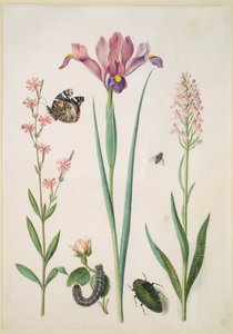 Knotovka s babočka admirál, růže s přástevníkem, kosatec, pestřenka, krascem a orchidejí od Maria Sibylla Merian