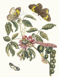 Coronilla Americana Arborescens. Z knihy Metamorfóza surinamského hmyzu, 1705. od Maria Sibylla Merian
