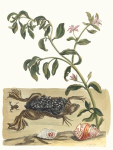 Cresson. Z knihy Metamorphosis insectorum Surinamensium, 1705. od Maria Sibylla Merian