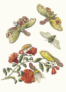 Granátník. Z knihy Metamorphosis insectorum Surinamensium, 1705. od Maria Sibylla Merian