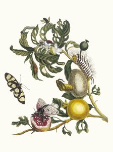 Guajaves. Z knihy Metamorphosis insectorum Surinamensium, 1705. od Maria Sibylla Merian