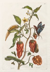 Obecná historie hmyzu ze Surinamu a Evropy: svazek I, č. 55 - Indický pepř od Maria Sibylla Merian
