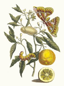 Citrón. Z knihy Metamorphosis insectorum Surinamensium, 1705.