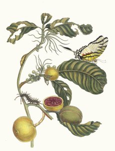 Marmeláda doosjes Boom. Z knihy Metamorphosis insectorum Surinamensium, 1705. od Maria Sibylla Merian
