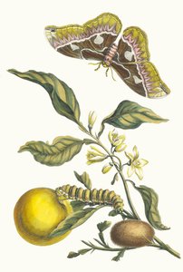 Oranžer. Z knihy Metamorphosis insectorum Surinamensium, 1705. od Maria Sibylla Merian