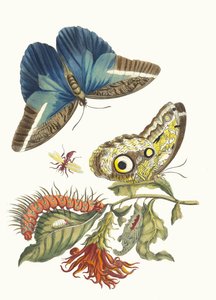 Pachystachys coccinea. Z knihy Metamorphosis insectorum Surinamensium, 1705. od Maria Sibylla Merian