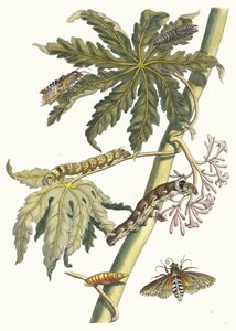 Papay. Z knihy Metamorphosis insectorum Surinamensium, 1705. od Maria Sibylla Merian