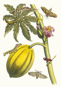 Papája. Z knihy Metamorphosis insectorum Surinamensium, 1705. od Maria Sibylla Merian