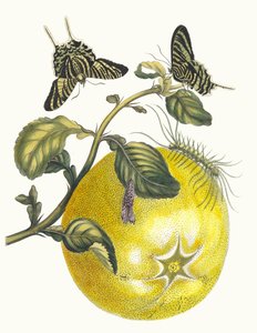 Pompelmous. Z knihy Metamorphosis insectorum Surinamensium, 1705. od Maria Sibylla Merian