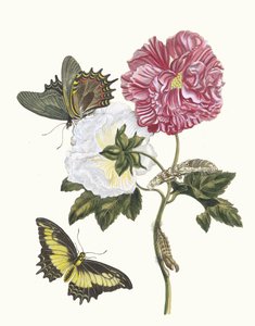 Rosier. Z knihy Metamorphosis insectorum Surinamensium, 1705.