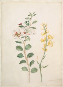  od Maria Sibylla Merian