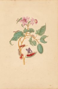 Strom Rocu s housenkami, můrami a motýly od Maria Sibylla Merian