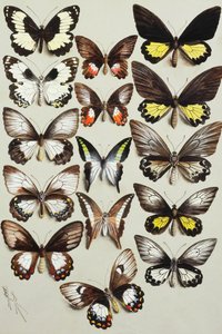 Patnáct otakárkovití (čeleď Papilionidae) ve třech sloupcích