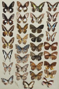Třicet tři motýlů, ve čtyřech sloupcích, patřících do čeledí Papilionidae a Danainae,