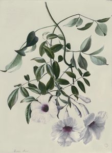 Jasmín od Marie Anne