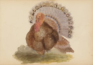 Album Madame B