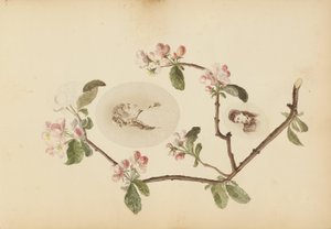 Album Madame B od Marie-Blanche-Hennelle Fournier