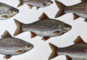 Ilustrace plovoucí ryby