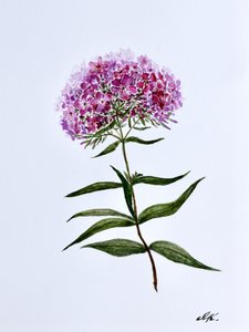 Zářivý botanický květ