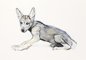 Dospívající štěně arabského vlka, 2009 (conte und uhel na papíře) od Mark Adlington