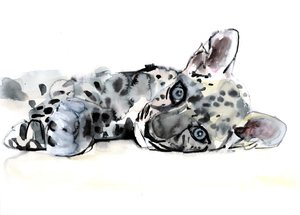 Mládě leoparda arabského, 2008 od Mark Adlington