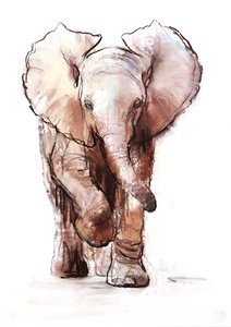 Slůně, Loisaba, 2018 od Mark Adlington