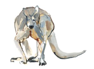 Boxer (Red Kangaroo), 2012, (akvarel a pigment na papíře) od Mark Adlington