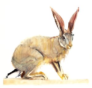 Cape Hare, 2010 (olej na papíře) od Mark Adlington