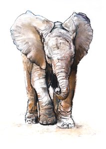 Soustředění (slůně), 2018 od Mark Adlington