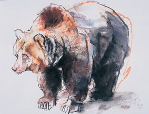 Evropský medvěd hnědý, 2001 (uhlí a konte na papíře) od Mark Adlington