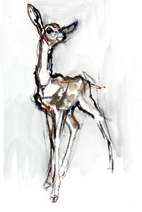 Gerenuk fawn, Sarara, 2018 od Mark Adlington