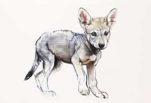 Váhavé štěně arabského vlka, 2009 (conte und charcoal na papíře) od Mark Adlington