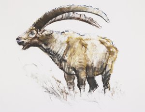 Kozorožec, Noasca (uhlí a polévka na papíře) od Mark Adlington