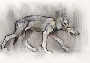 Štíhlé štěně (arabský vlk), 2009 (conte und charcoal na papíře) od Mark Adlington