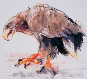 Raptor, 2001 (charcoal and conte na papíře) od Mark Adlington