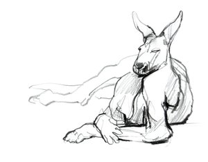 Odpočívající sportovec (Red Kangaroo), 2012, (grafit na papíře) od Mark Adlington