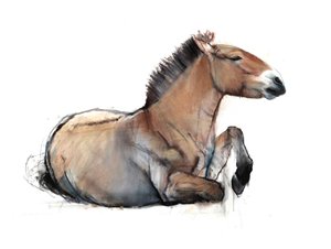 Sedící Przewalski, 2011, (uhl, conté a pastel na papíře)