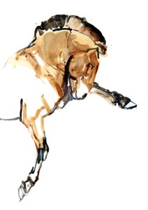 Hřebec (Przewalski), 2013 (sennelier inkoust, akvarel a kvaš)