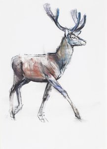 Velvet, 2006 (charcoal and conte na papíře) od Mark Adlington