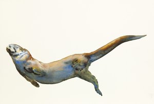 Velvet, 2014, (akvarel na papíře) od Mark Adlington