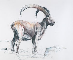 Venerando Stambecco, 2006 (charcoal und conte na papíře) od Mark Adlington