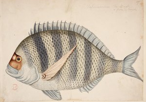 Ryba. od Mark Catesby