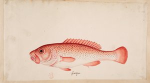 Ryba. od Mark Catesby