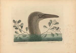 A Thymelaea foliis obtusis; Anseri Bassano &c: The Great Booby, deska 86 z „Přírodní historie Karolíny, Floridy a Bahamských ostrovů“, svazek I, 2. vydání, Londýn 1754 od Mark Catesby